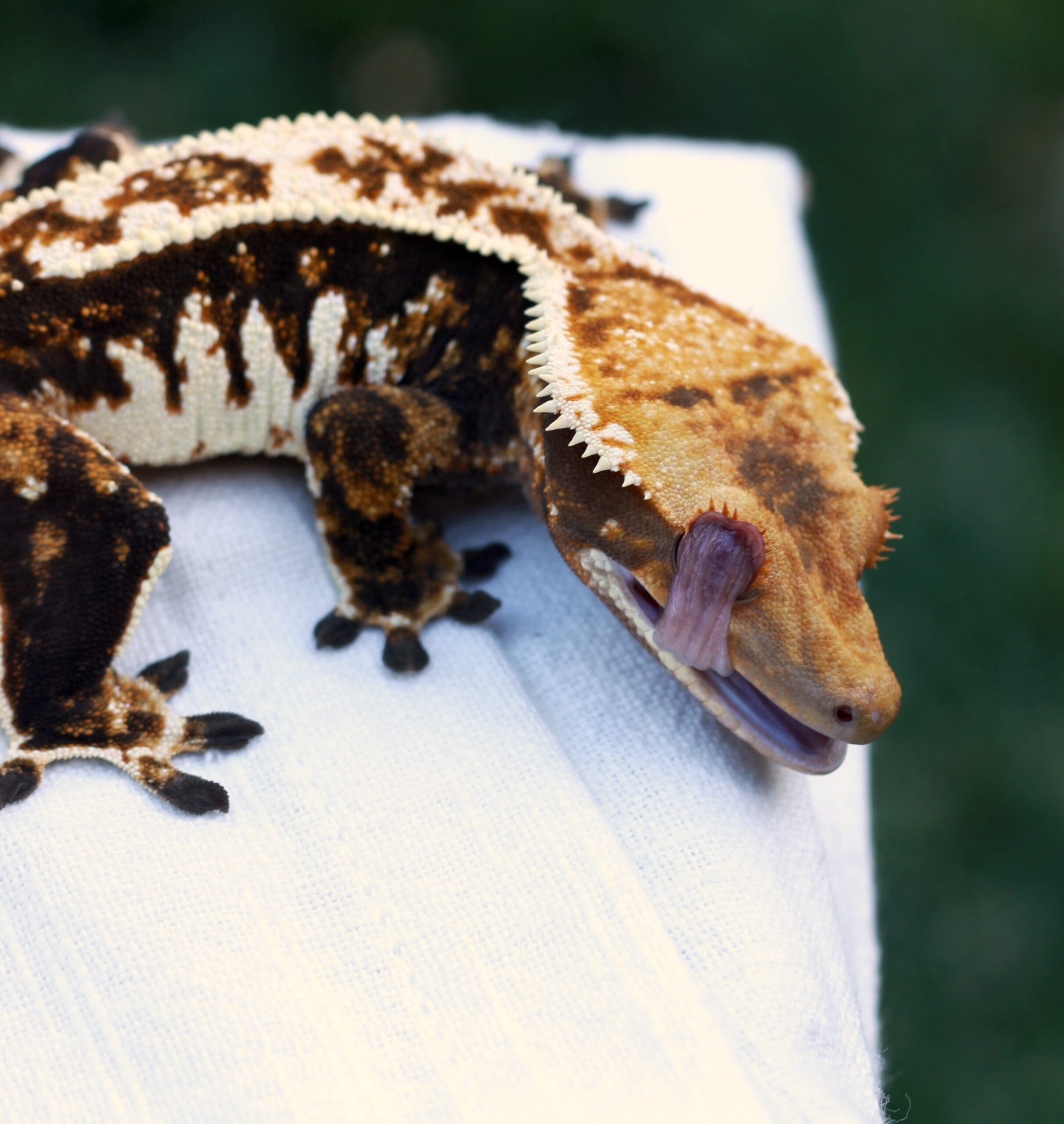a crested gecko licking his eyeball